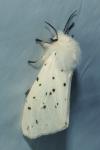 Spilosoma lubricipeda