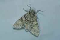 Acronicta megacephala