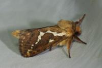 Korscheltellus lupulinus