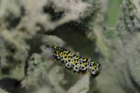 Cucullia verbasci