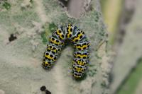 Cucullia verbasci