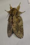 Peridea anceps