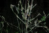 Yponomeuta cagnagella
