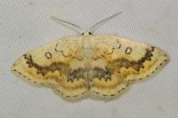 Cyclophora annularia