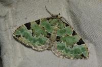 Colostygia pectinataria