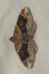 Xanthorhoe ferrugata/spadicearia