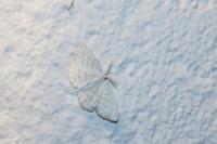 Cabera pusaria