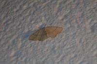 Cyclophora punctaria