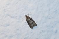 Cnephasia