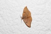 Watsonalla binaria/uncinula
