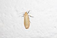 Wittia sororcula