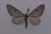 Eupithecia indigata