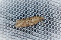 Cnephasia communana