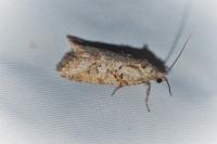 Cnephasia cupressivorana