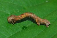 Ectropis crepuscularia