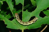 Erannis defoliaria