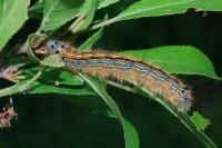 Malacosoma neustria