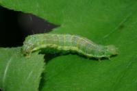 Cosmia trapezina