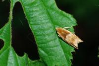 Ancylis mitterbacheriana