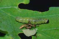 Tortrix viridana
