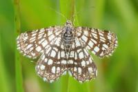 Chiasmia clathrata