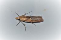 Ancylosis cinnamomella