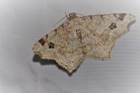 Macaria notata