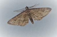 Gymnoscelis rufifasciata