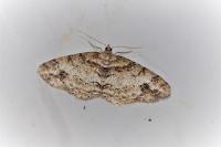 Paradarisa consonaria