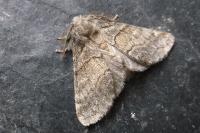 Gluphisia crenata