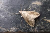 Evergestis forficalis