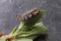 Nola cucullatella