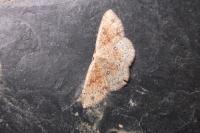 Cyclophora porata