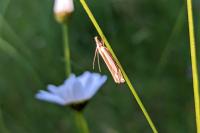 Crambus pascuella