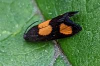 Pammene aurana