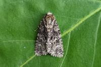 Acronicta rumicis