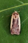 Ochropleura plecta