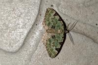 Colostygia pectinataria