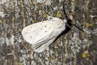 Spilosoma lubricipeda