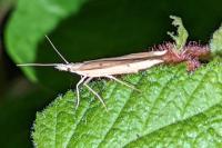 Ypsolopha nemorella