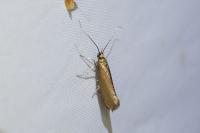 Roeslerstammia erxlebella