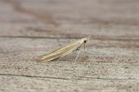 Coleophora albicosta