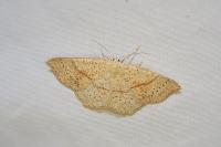 Cyclophora punctaria