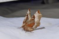 Selenia tetralunaria