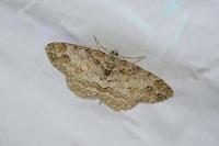 Paradarisa consonaria