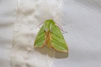 Pseudoips prasinanus