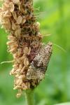 Celypha lacunana