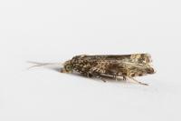Celypha lacunana