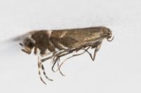 Glyphipterix simpliciella