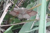 Cyclophora punctaria
